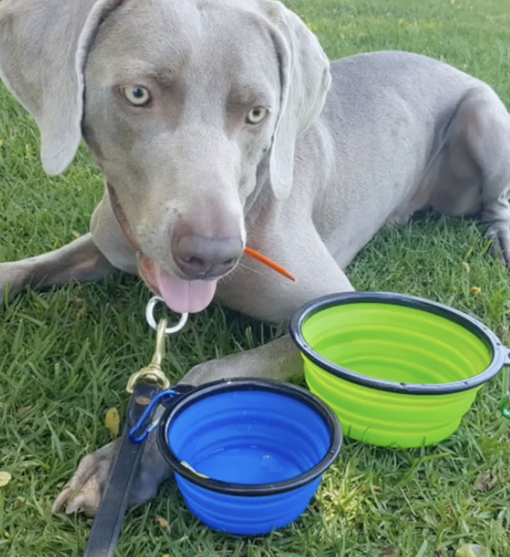 2 Pack XL 34oz Collapsible Travel Bowls for Larger Pets